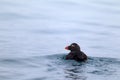 Tufted Puffin