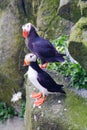 Tufted Puffin and Horned Puffin Royalty Free Stock Photo