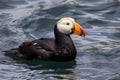 Tufted Puffin (North Pacific) (Generative AI)