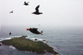 the Tufted Puffin over ocean (Lunda cirrhata)