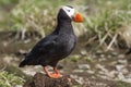 Tufted puffin sitting on a hummock near Royalty Free Stock Photo