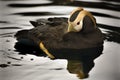 Tufted Puffin Swimming Alaska Royalty Free Stock Photo