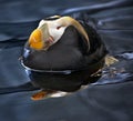 Tufted Puffin Swimming and Resting Alaska Royalty Free Stock Photo