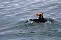 Tufted Puffin Royalty Free Stock Photo