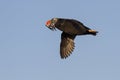 tufted puffin a transitional dress flying with a fish in its beak summer day