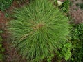 Spreading tufted grass in the ground