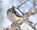 Tufted Titmouse Royalty Free Stock Photo