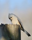 Tufted Titmouse