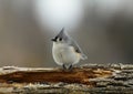 Tufted Titmouse