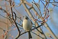 Tufted Titmouse