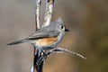 Tufted titmouse