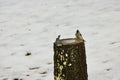 A pair of Tufted Titmouse looking for birdseed on the top of the piece of wood Royalty Free Stock Photo
