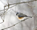 Tufted Titmouse