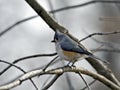 Tufted titmouse