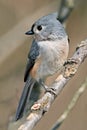 Tufted Titmouse