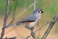 Tufted Titmouse Royalty Free Stock Photo