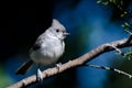 Tufted Titmouse Against A Blue Background Royalty Free Stock Photo