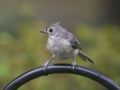 Tufted titmouse against a green blurry backdrop. Baeolophus bicolor.