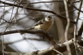 Tufted Titmouse On Alert In A Tree