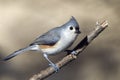 The tufted titmouse (Baeolophus bicolor) Royalty Free Stock Photo