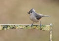 Tufted Titmouse (baeolophus bicolor) Royalty Free Stock Photo