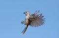 Tufted Titmouse (baeolophus bicolor) Royalty Free Stock Photo