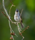 tufted titmouse - Baeolophus bicolor - cute songbird perched on branch of turkey oak with acorn caps with blurred green Royalty Free Stock Photo