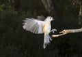 Tufted Titmouse (Baeolophus bicolor) flying