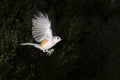 Tufted Titmouse (Baeolophus bicolor) flying Royalty Free Stock Photo