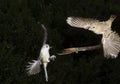 Tufted Titmouse (Baeolophus bicolor) and house finch (Haemorhous mexicanus)