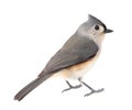 Tufted Titmouse, Baeolophus bicolor, Isolated Royalty Free Stock Photo