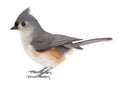 Tufted Titmouse, Baeolophus bicolor, isolated Royalty Free Stock Photo