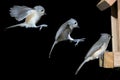 Tufted titmouse (Baeolophus bicolor) landing.