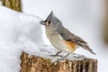 Tufted Titmouse in Winter Snow Royalty Free Stock Photo