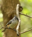 Tufted Titmouse, Baeolophus bicolor