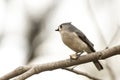 Tufted titmouse Baeolophus bicolor Royalty Free Stock Photo