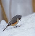 Tufted Titmouse, Baeolophus bicolor