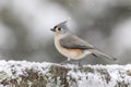 Tufted Titmouse standing on snow-covered log in winter during snowfall Royalty Free Stock Photo