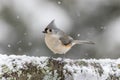 Tufted Titmouse standing on snow-covered log in winter during snowfall Royalty Free Stock Photo