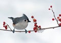Tufted Titmouse and Berries Royalty Free Stock Photo