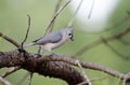 Tufted Titmouse bird Royalty Free Stock Photo