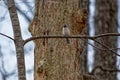 Tufted Titmouse Bird On A Branch
