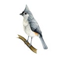 Tufted titmouse bird on a branch. Watercolor illustration. Hand drawn realistic titmouse. Native North American avian Royalty Free Stock Photo