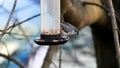 Tufted Titmouse on bird feeder Royalty Free Stock Photo
