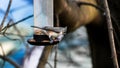 Tufted Titmouse on bird feeder Royalty Free Stock Photo