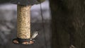 Tufted titmouse bird feeding at bird feeder Royalty Free Stock Photo
