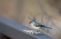 Tufted titmouse bird feeding on fence Royalty Free Stock Photo