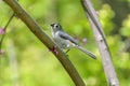 Tufted titmouse bird perched in redbud tree Royalty Free Stock Photo