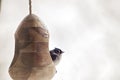 Tufted titmouse bird sitting in a birdfeeder during a winter storm