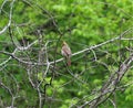 A Tufted Titmouse bird sitting on a branch of tree in Texas. Royalty Free Stock Photo